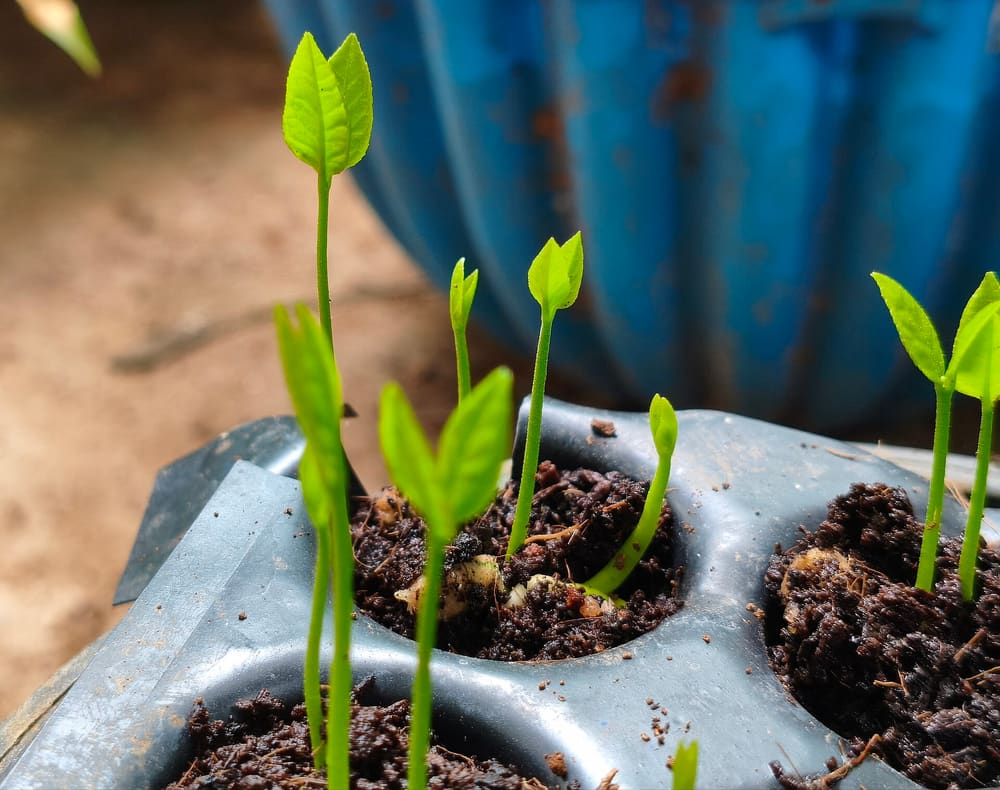 Young seedlings of different heights growing in a seed tray